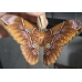 Rothschildia equatoralis eggs